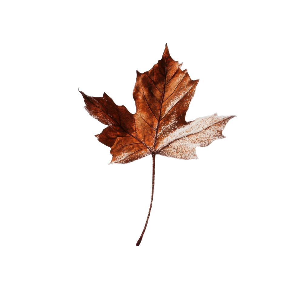 A single maple leaf is displaying autumnal coloring and frost png