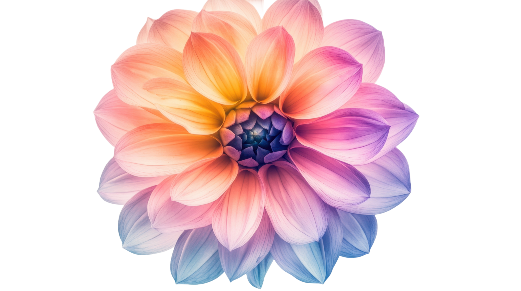 A vibrant and colorful dahlia flower with layered petals displayed png