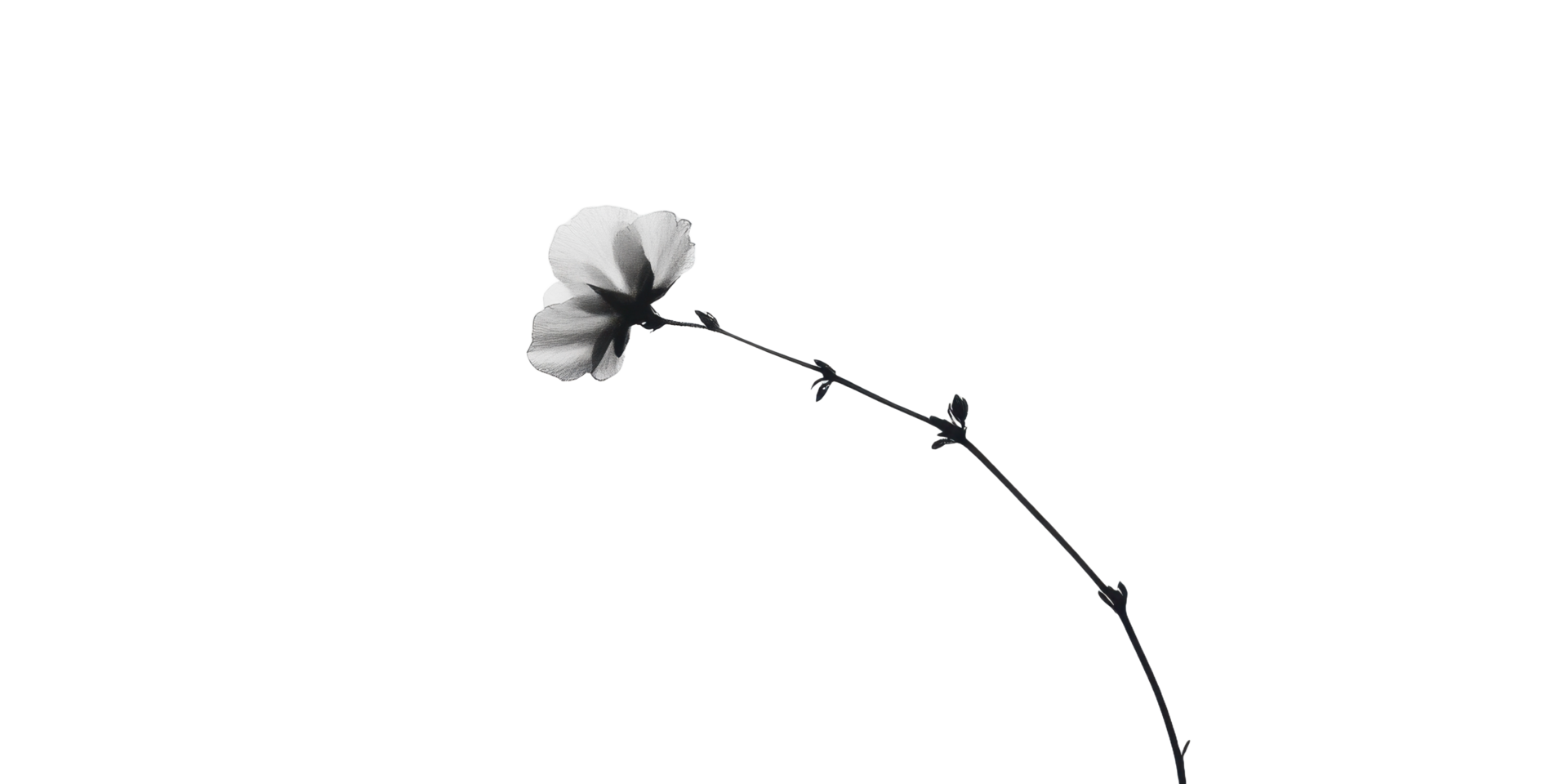 A delicate flower blooming with a curved and slender stem png