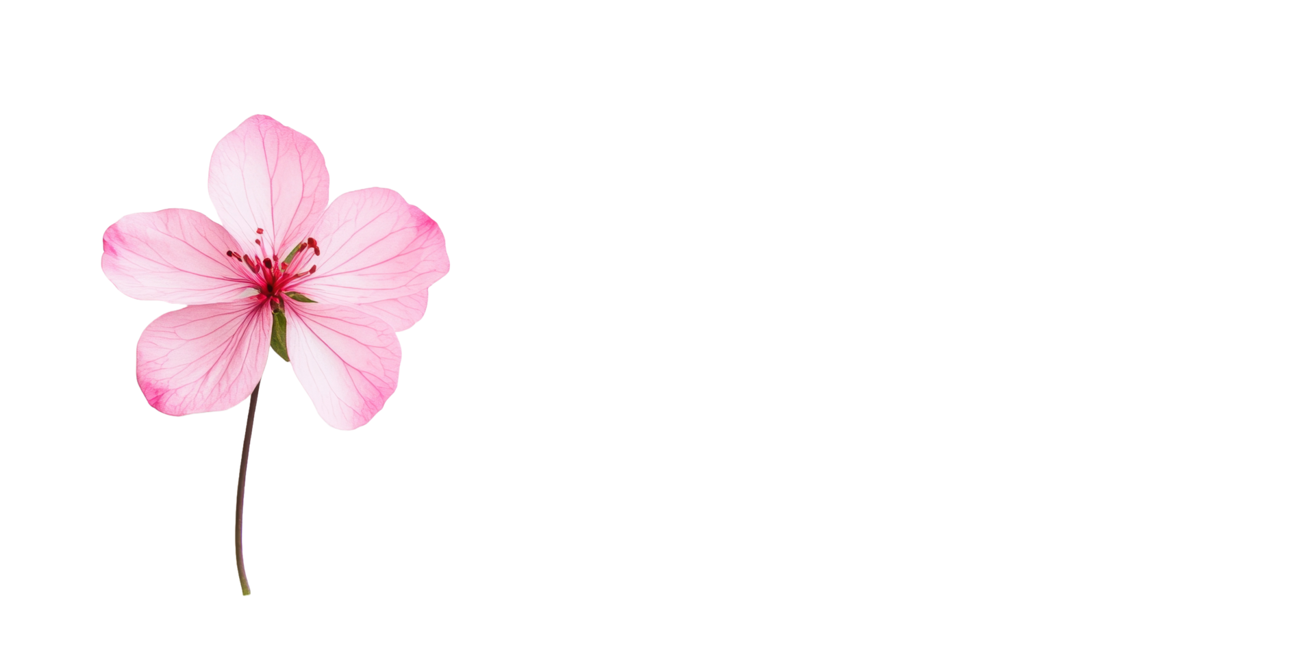 A delicate pink flower blossoming with visible petal detail gracefully png
