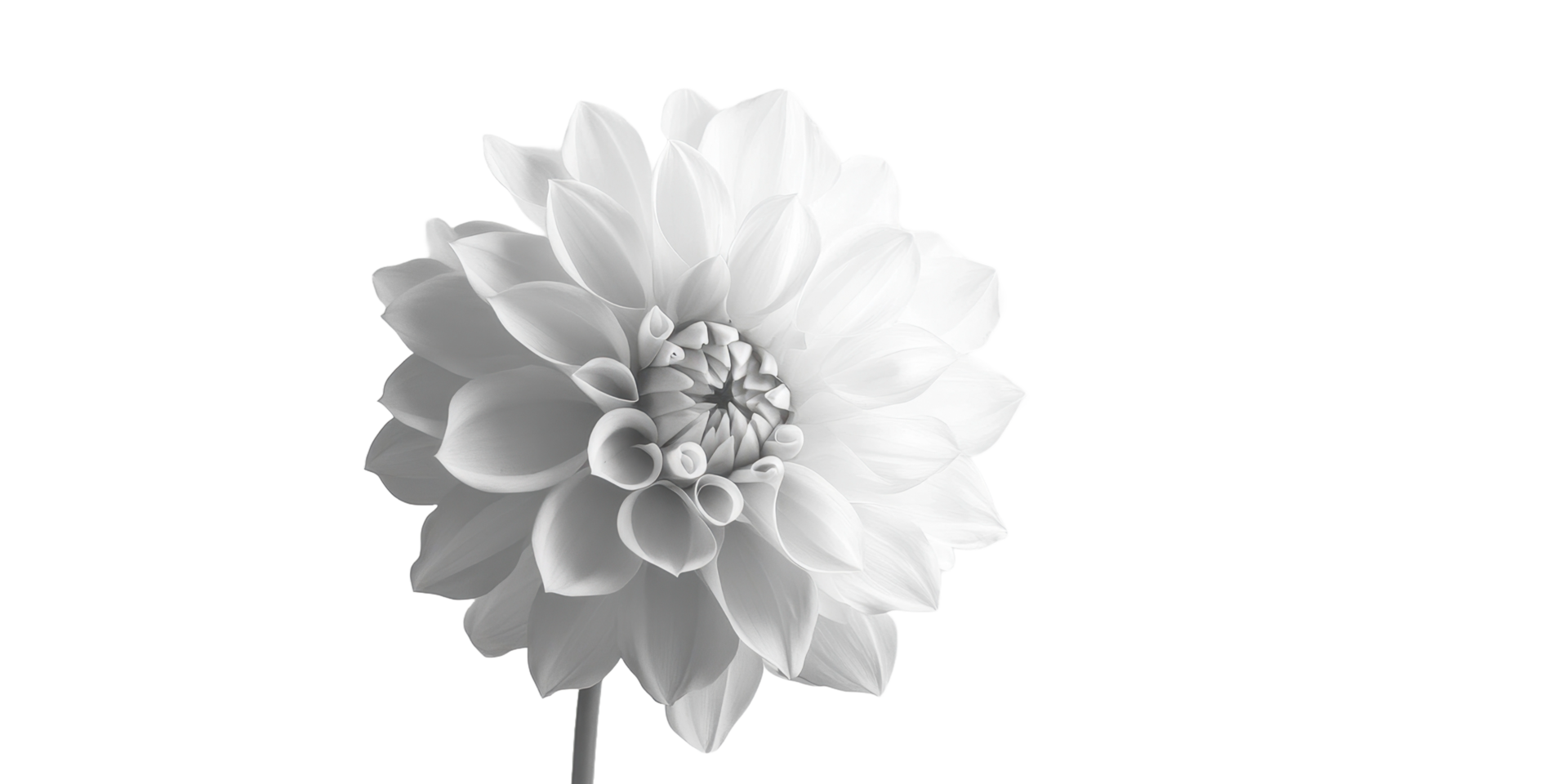 A Close Up View Of A Delicate White Flower Bloom png