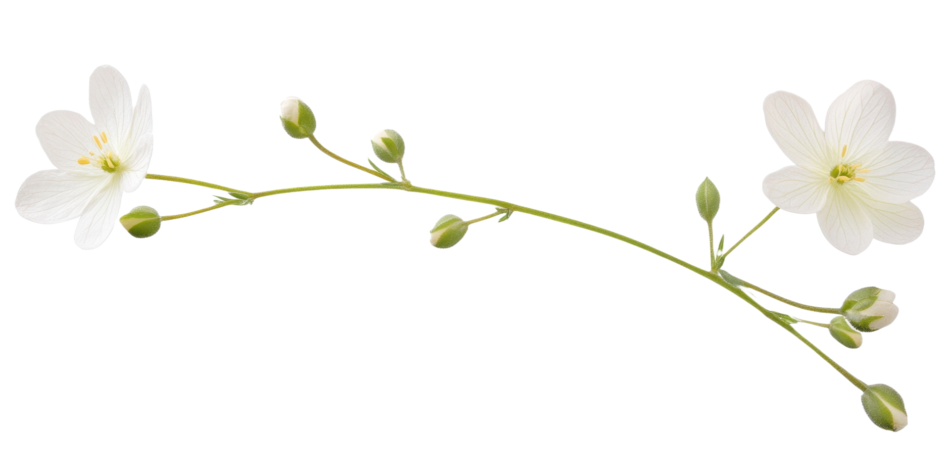 Delicate white flowers and buds are arranged on a long stem png
