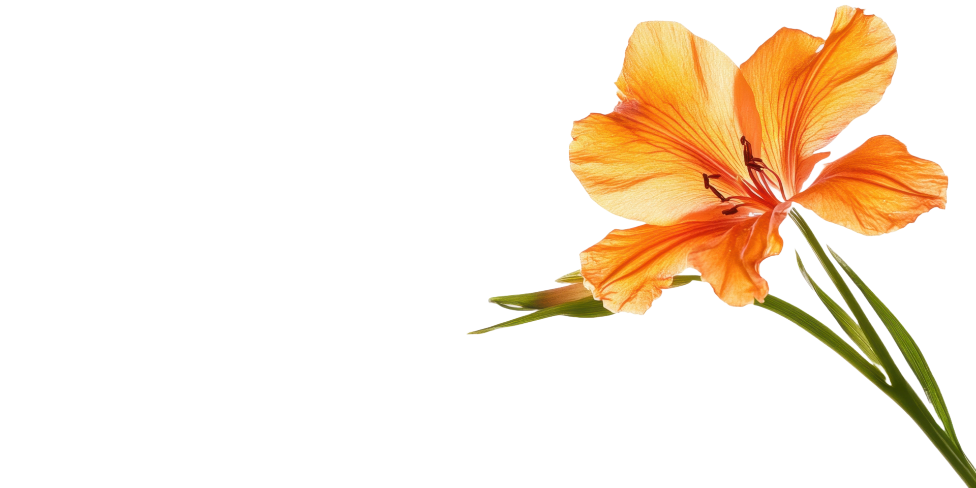 An isolated blooming orange lily flower with detailed textures is present png