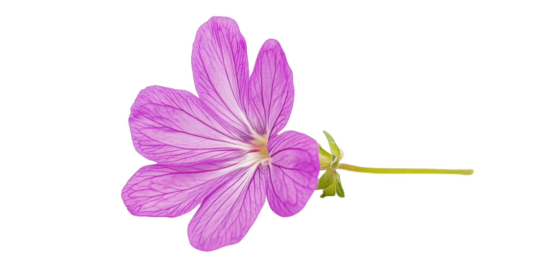 A delicate purple flower displays its open petals on a stem png
