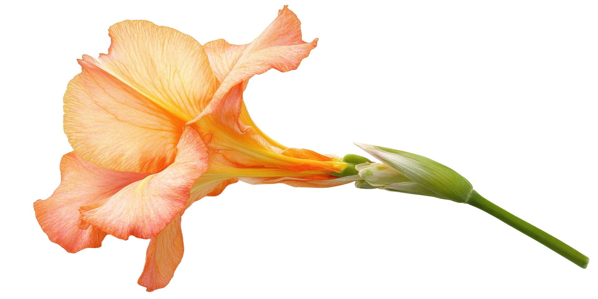 A Delicate Orange Flower With Green Stem And Closed Bud png
