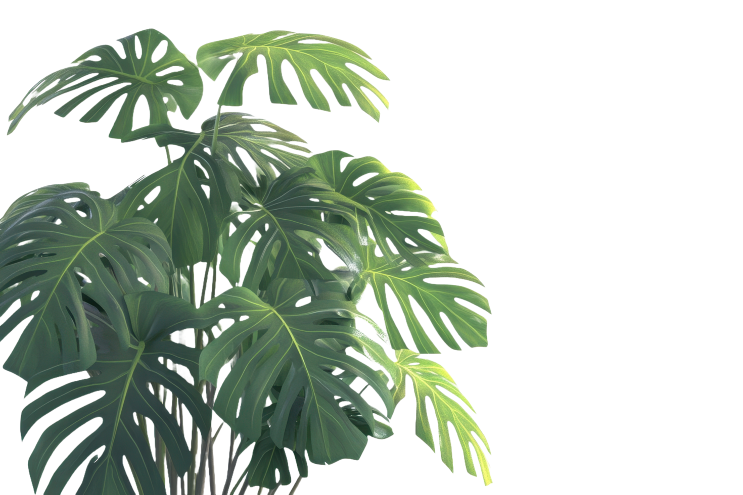 A lush green tropical plant displays large and interesting leaves png