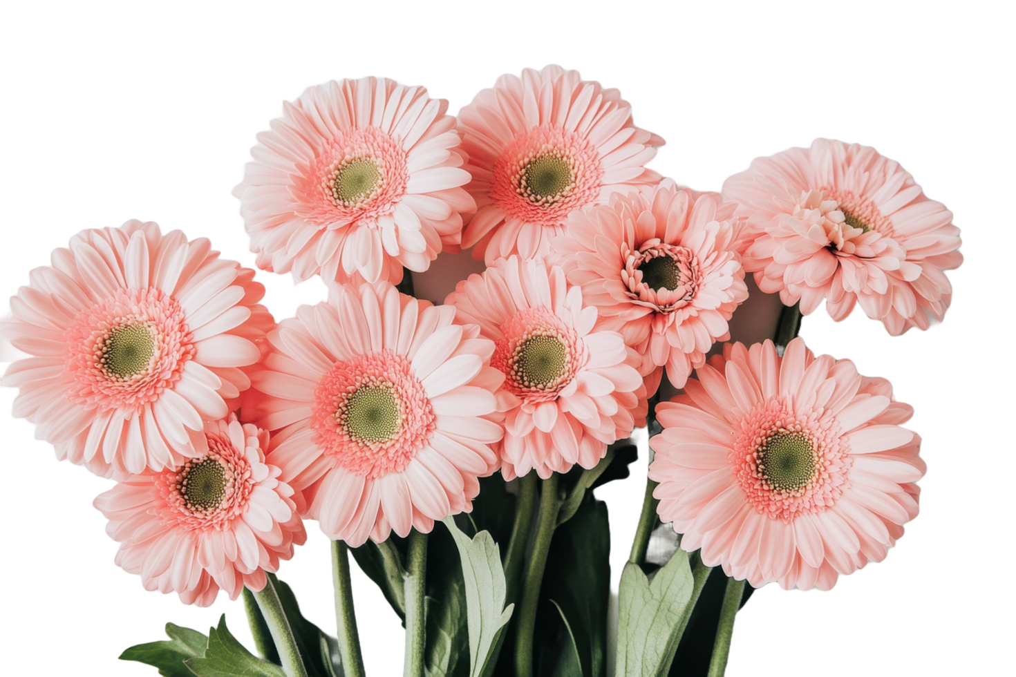 A beautiful arrangement featuring many pink daisy like flowers png
