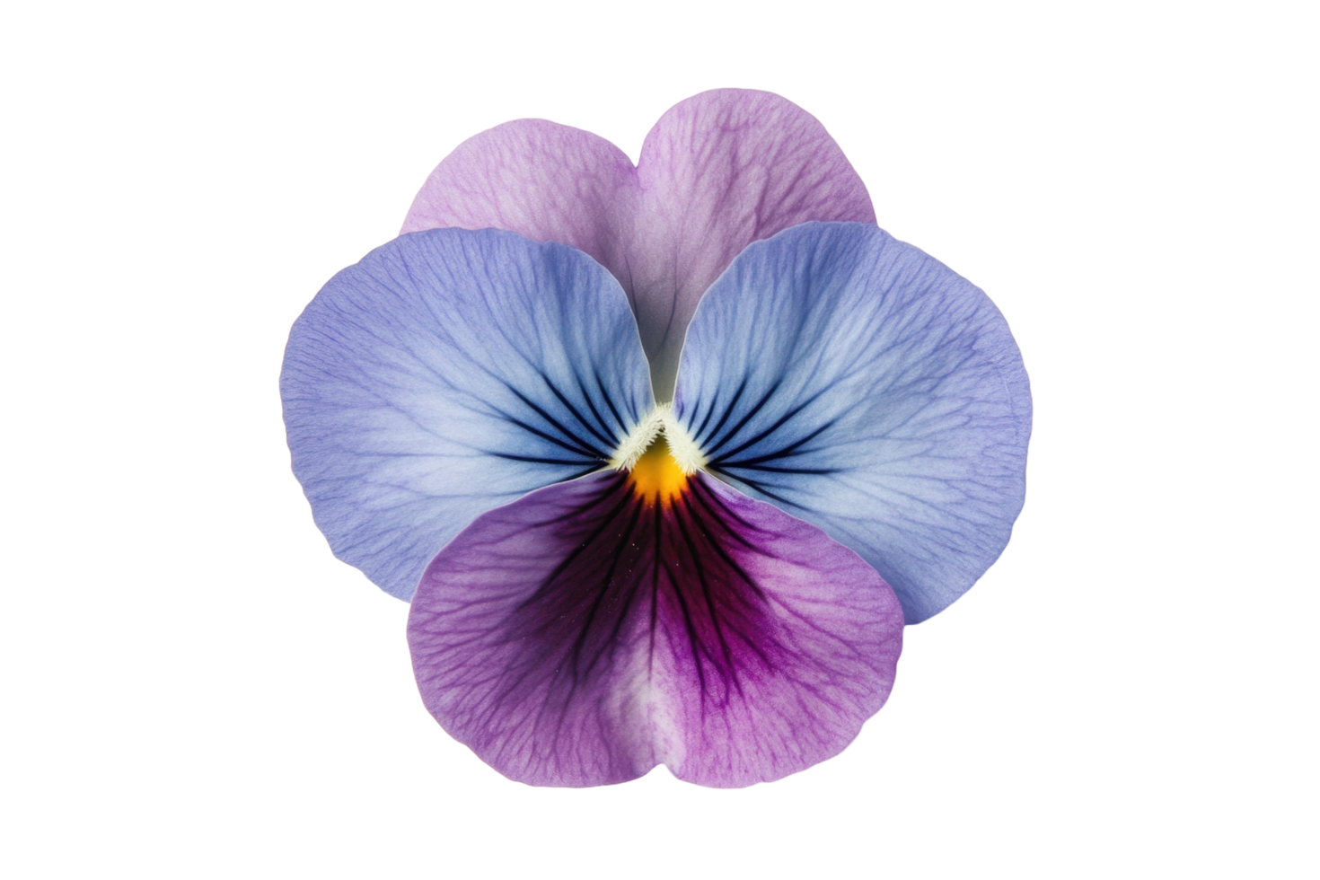 A close up image of a delicate colorful pansy flower png