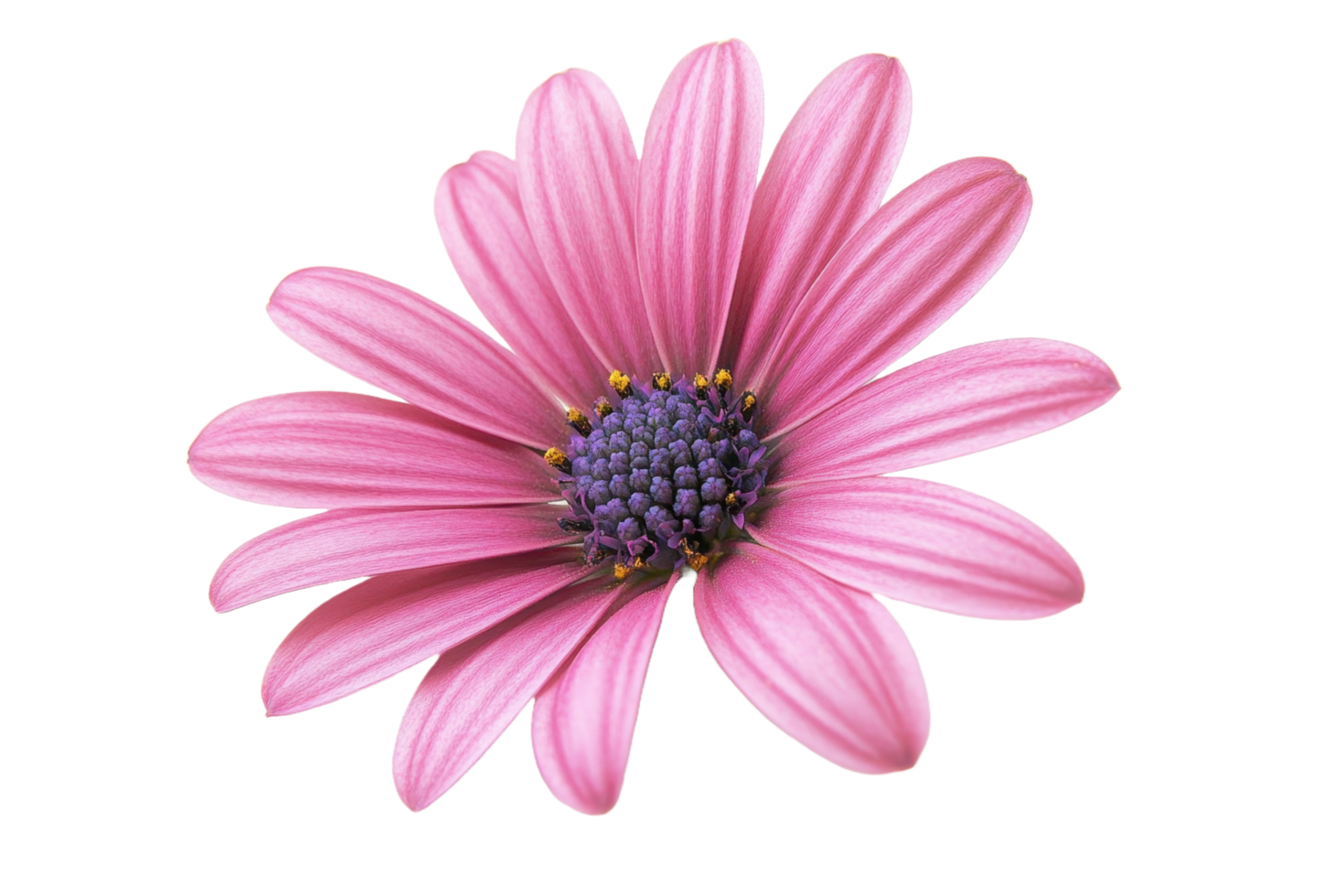 A close up image of a vibrant pink flower in bloom png