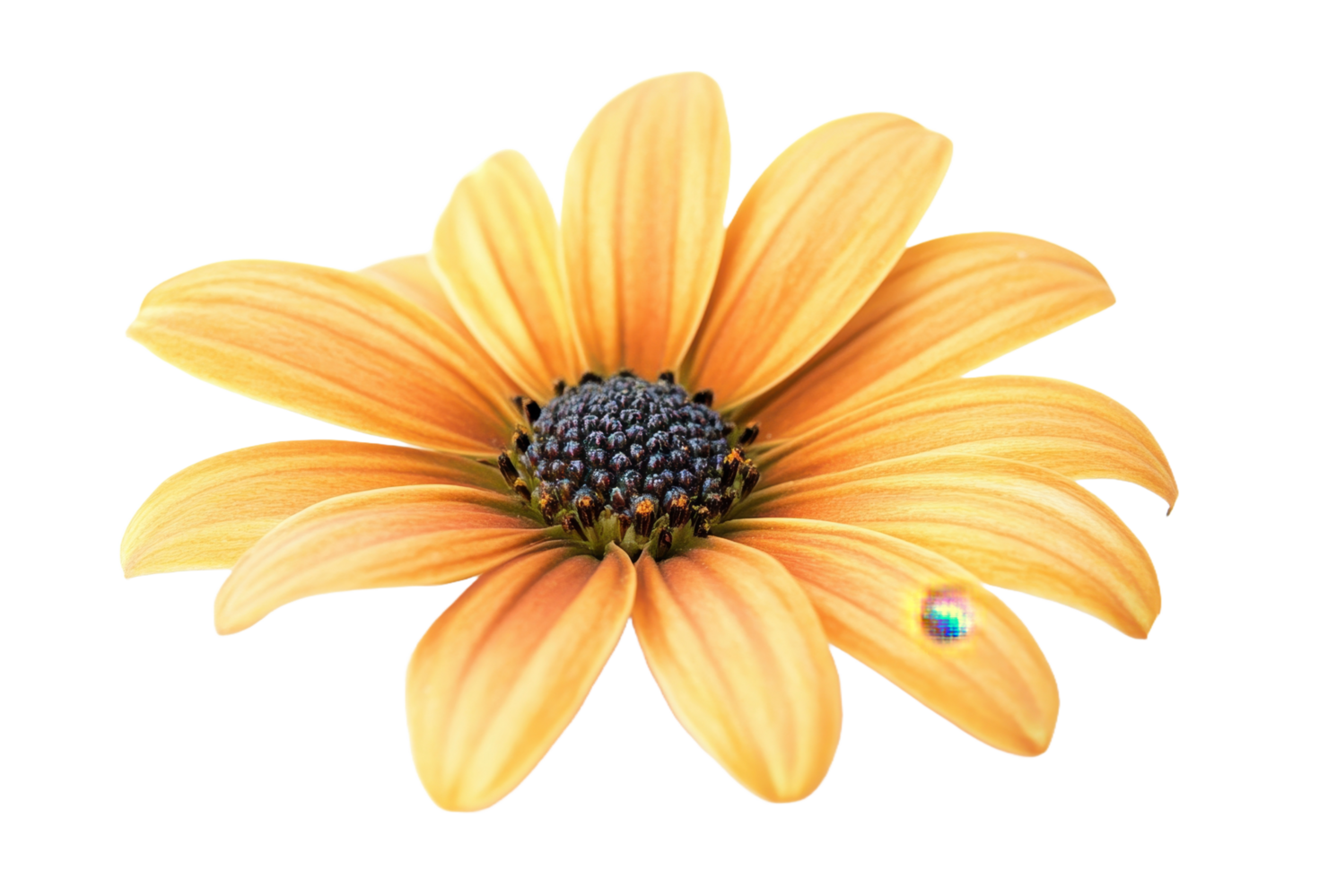 A close up image of a single daisy with petals png