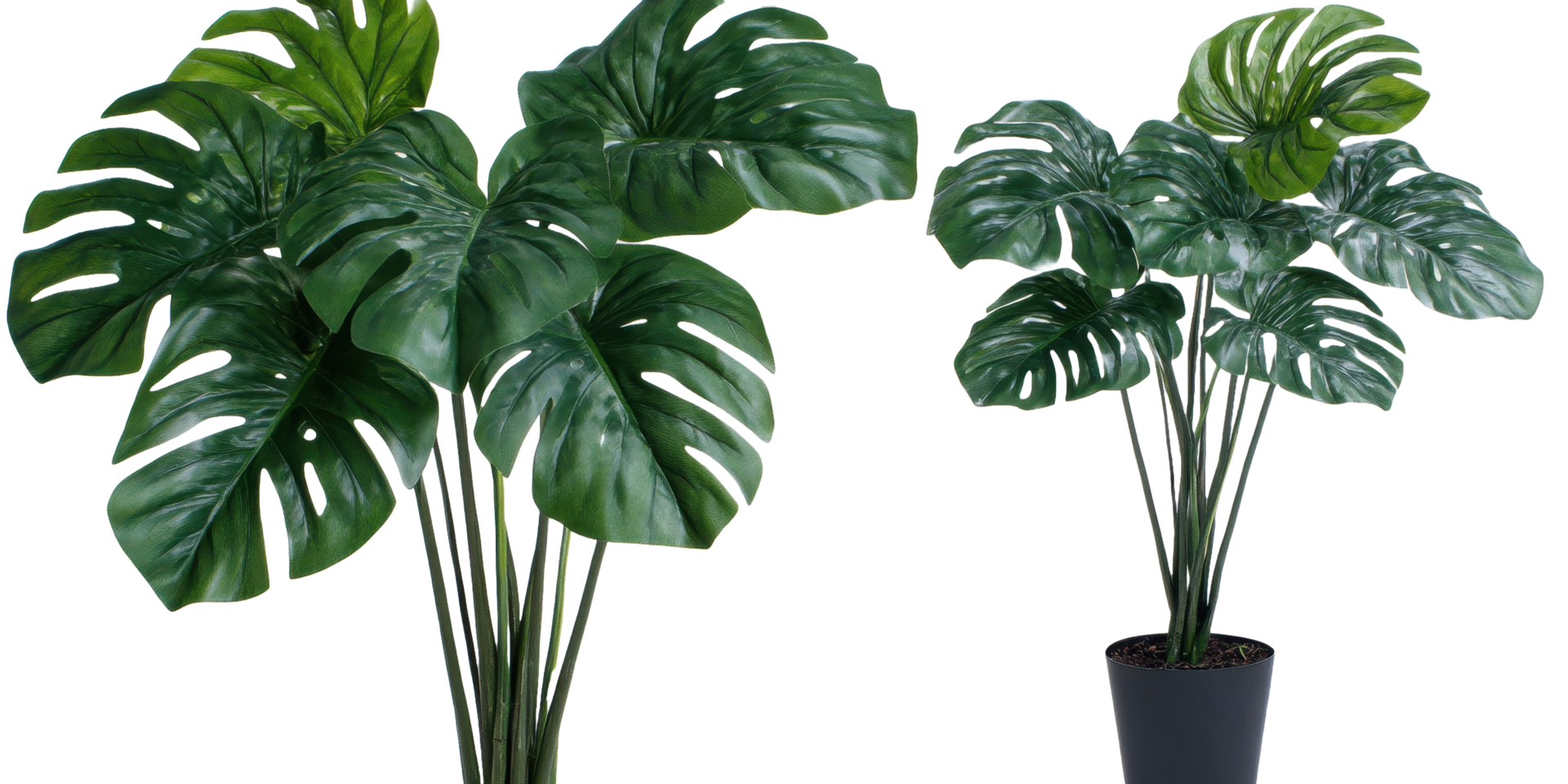 Two large potted tropical plants with vibrant green large leaves png