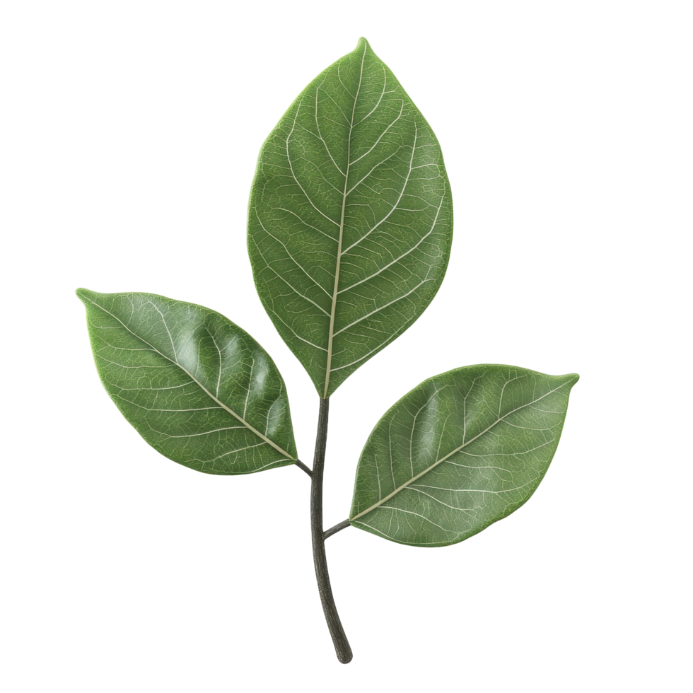 Three green leaves growing on a dark colored stem structure png