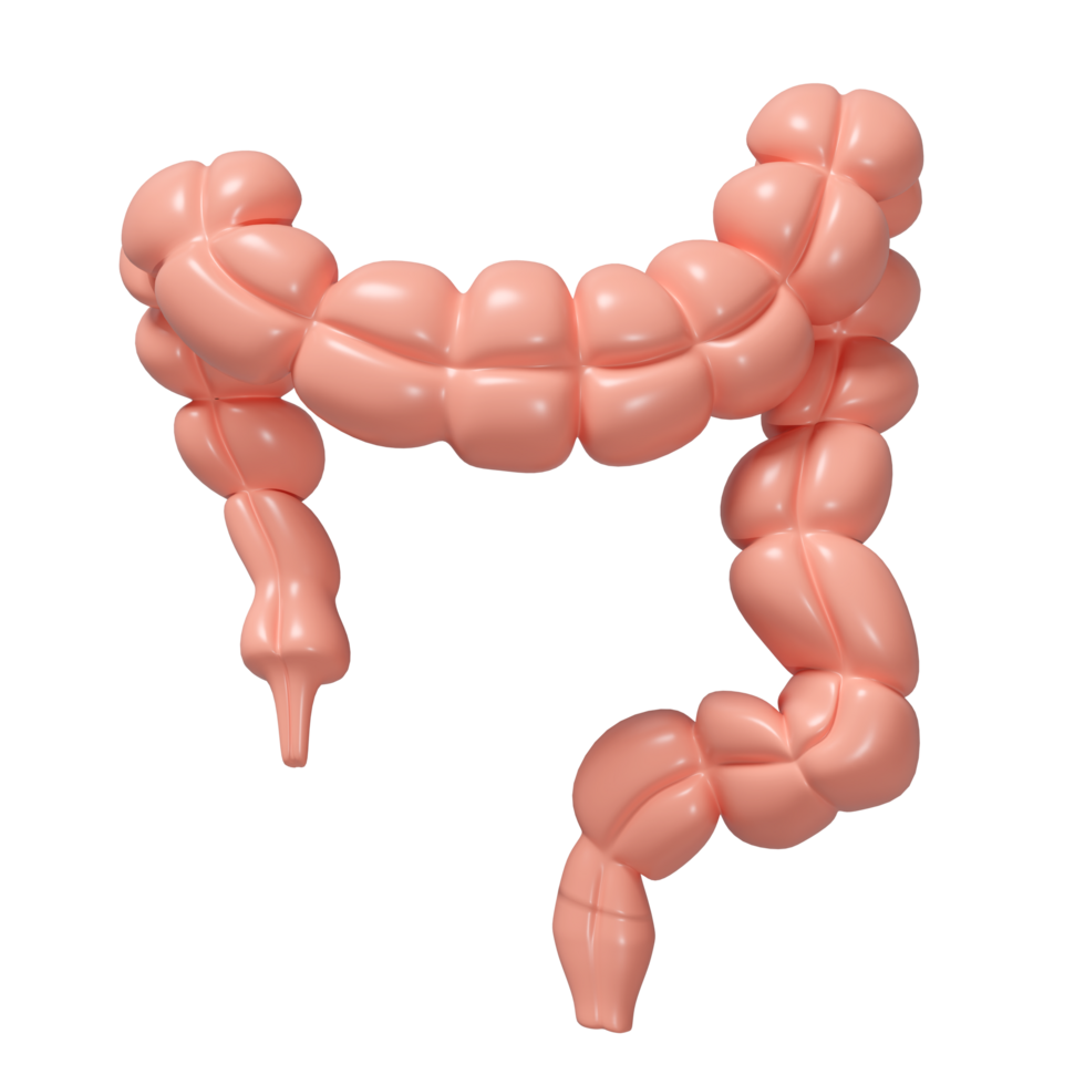 3d healthy colon isolated. health check concept, 3d illustration render png
