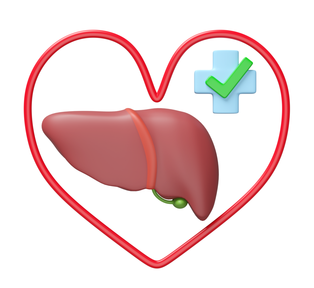3d realistic human liver with heart, cross, check mark isolated. check liver health, health love, world hepatitis day concept, 3d illustration render png
