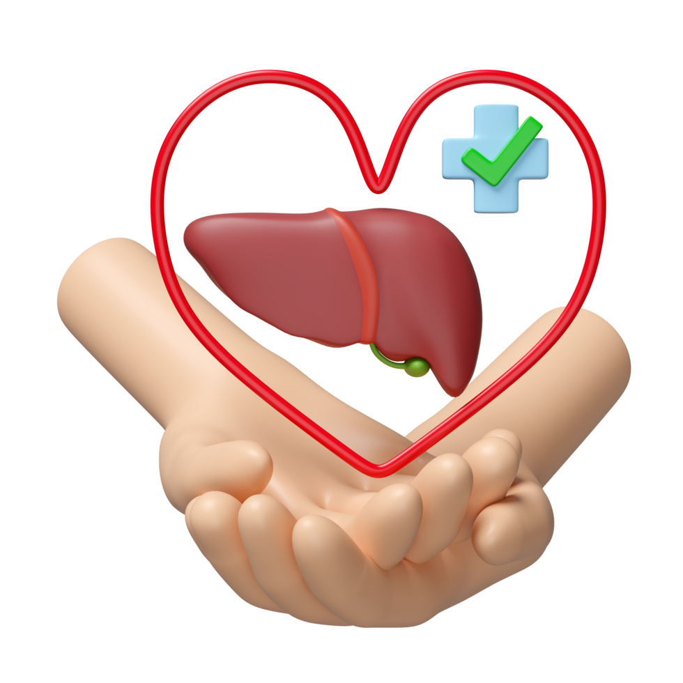 3d hands holding realistic human liver with heart, cross, check mark isolated. check liver health, health love, world hepatitis day concept, 3d illustration render png