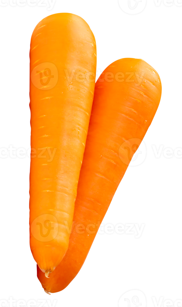Two fresh orange carrot roots in vertical heap isolated with clipping path in file format png