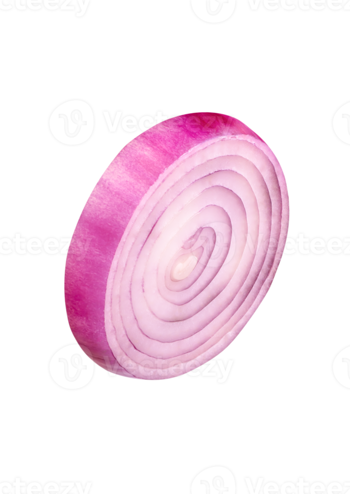 Side view of fresh red or purple onion bulb in slice in circle shape isolated with clipping path in file format png