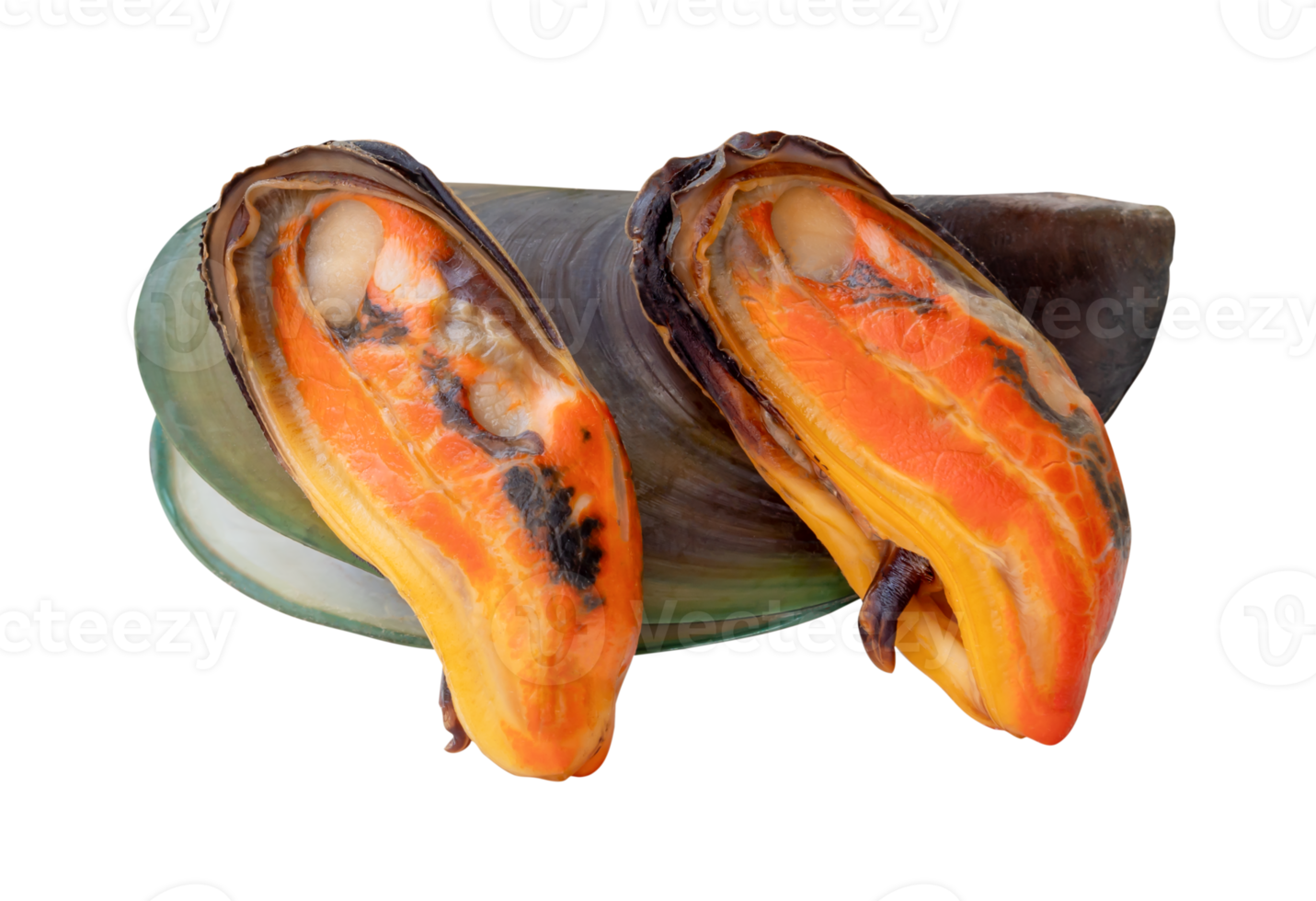 Side view of three cooked green mussels in red meat and shell in pile isolated with clipping path in file format png