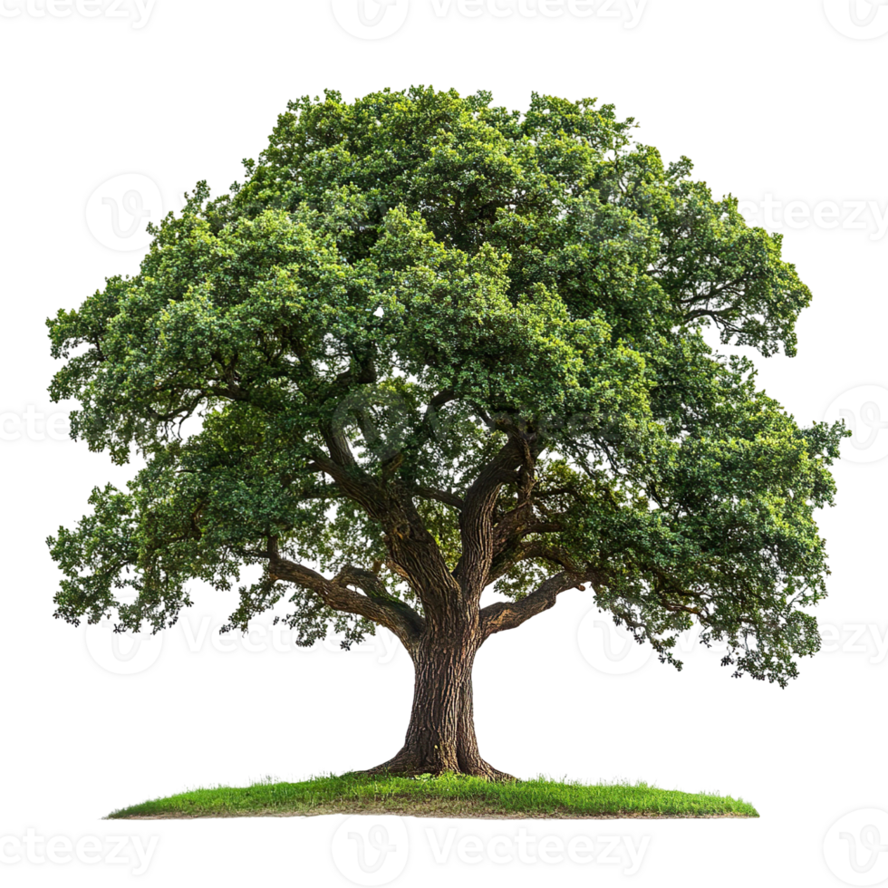 Oak tree isolated on transparent background png