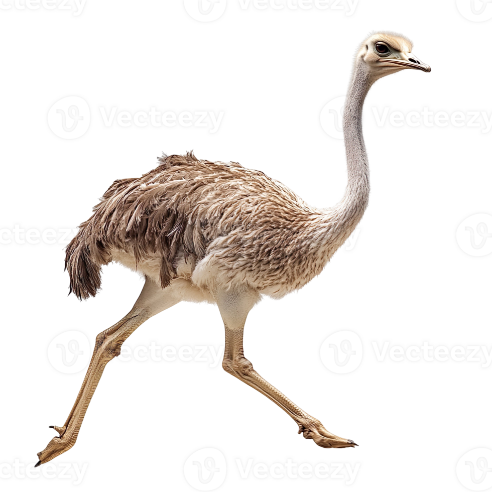 ostrich running isolated on transparent background png