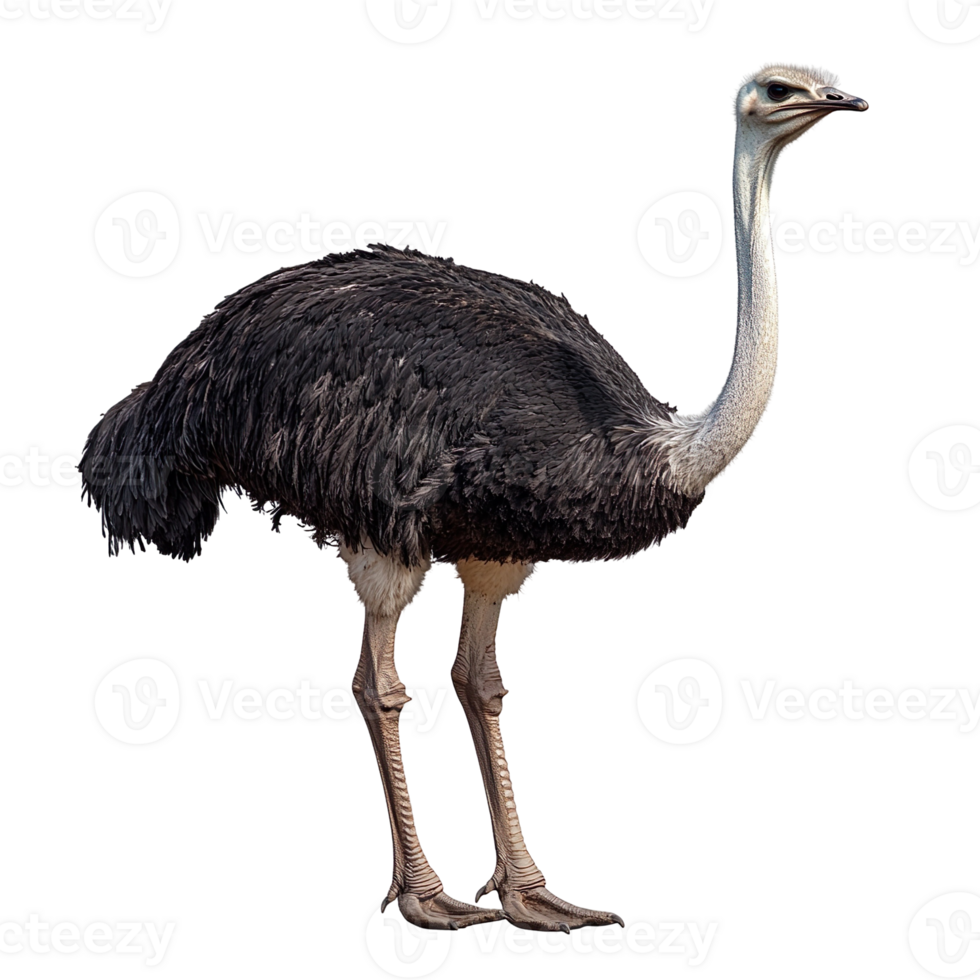 Ostrich bird isolated on transparent background png