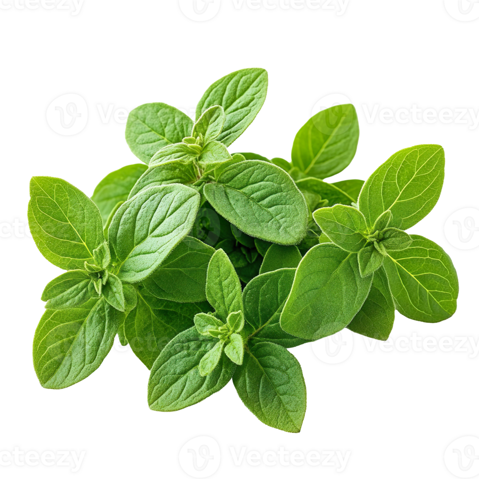 Oregano leaves isolated on transparent background png