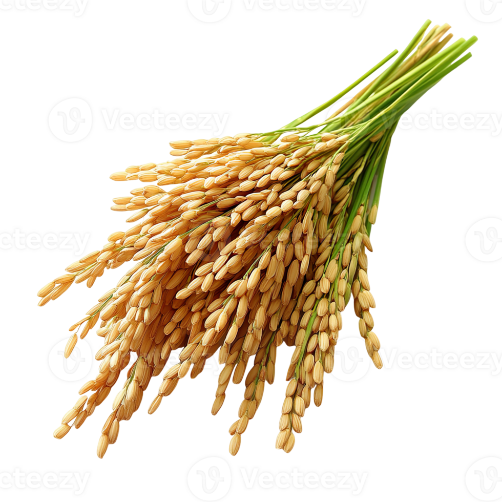 Paddy rice isolated on transparent background png