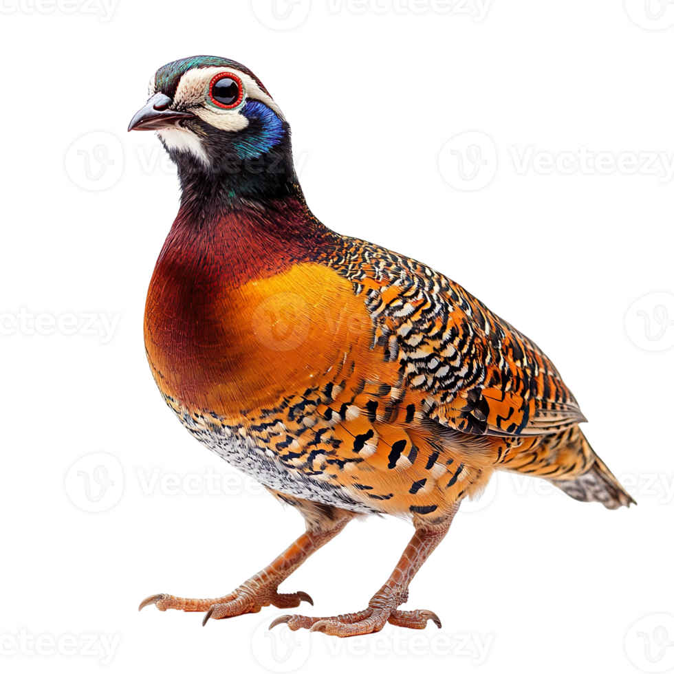 partridge isolated on transparent background png