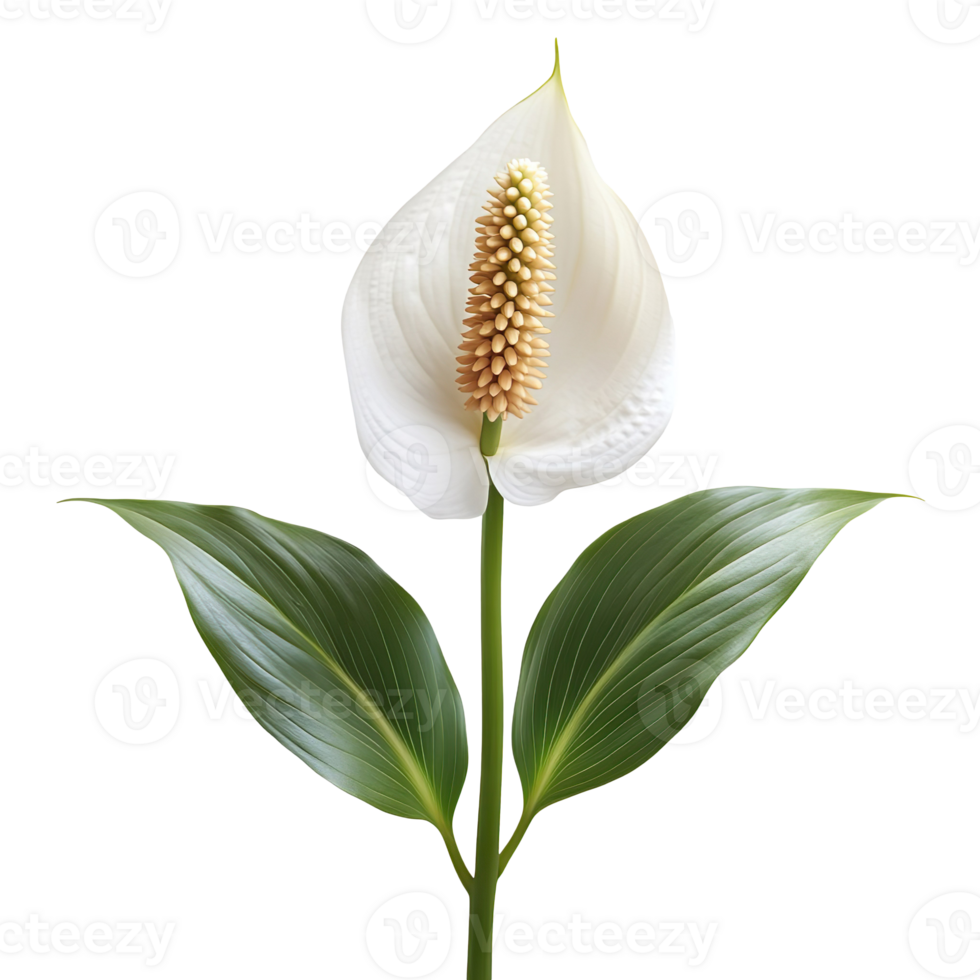 Peace lily isolated on transparent background png