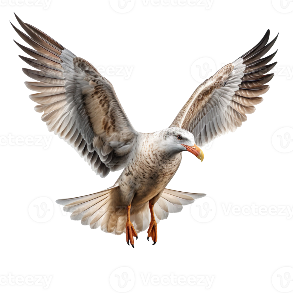Pelagic Avian isolated on transparent background png