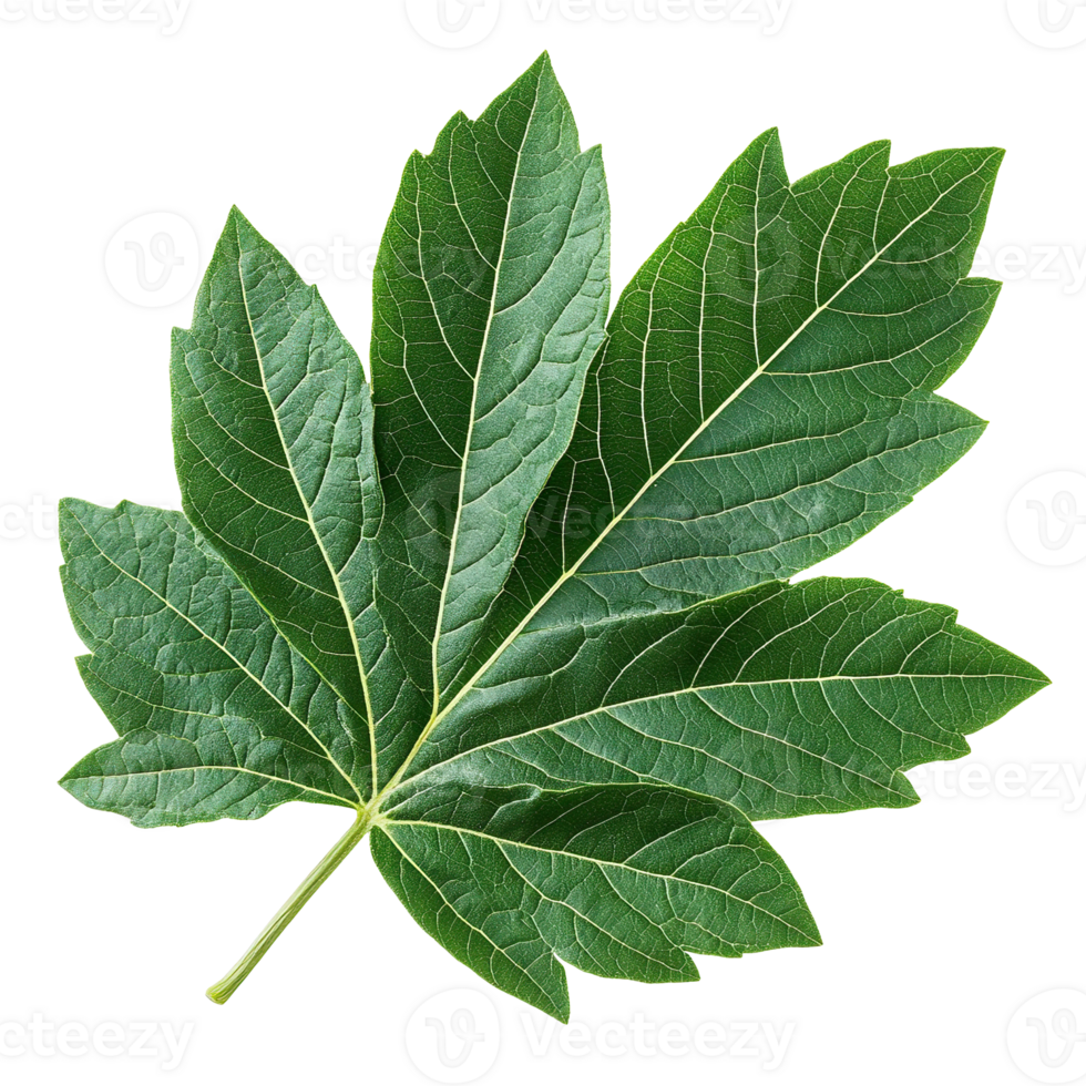 Papaya leaf isolated on transparent background png