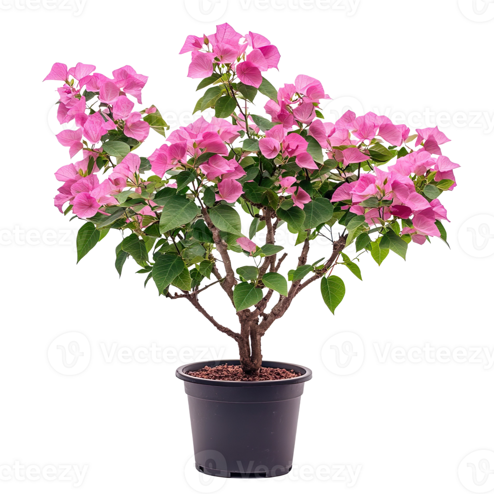 Pink Bougainvillea plants isolated on transparent background png