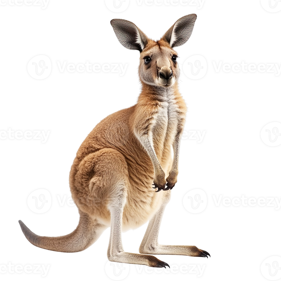 Red kangaroo standing isolated on transparent background png