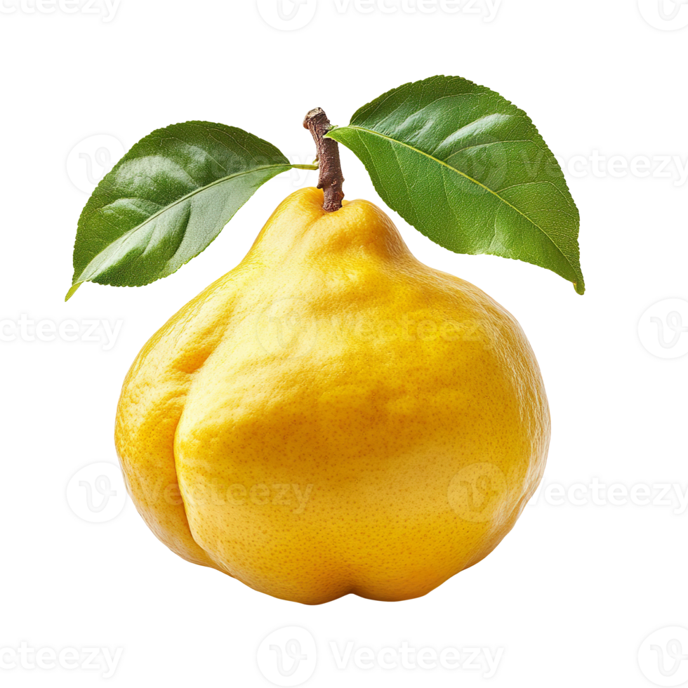Quince fruit isolated on transparent background png