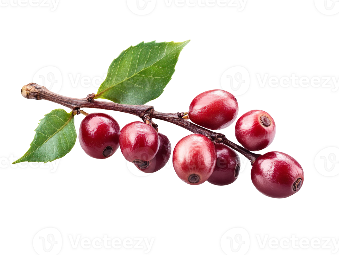 Red Coffee Beans on a Branch with Leaves isolated on transparent background png