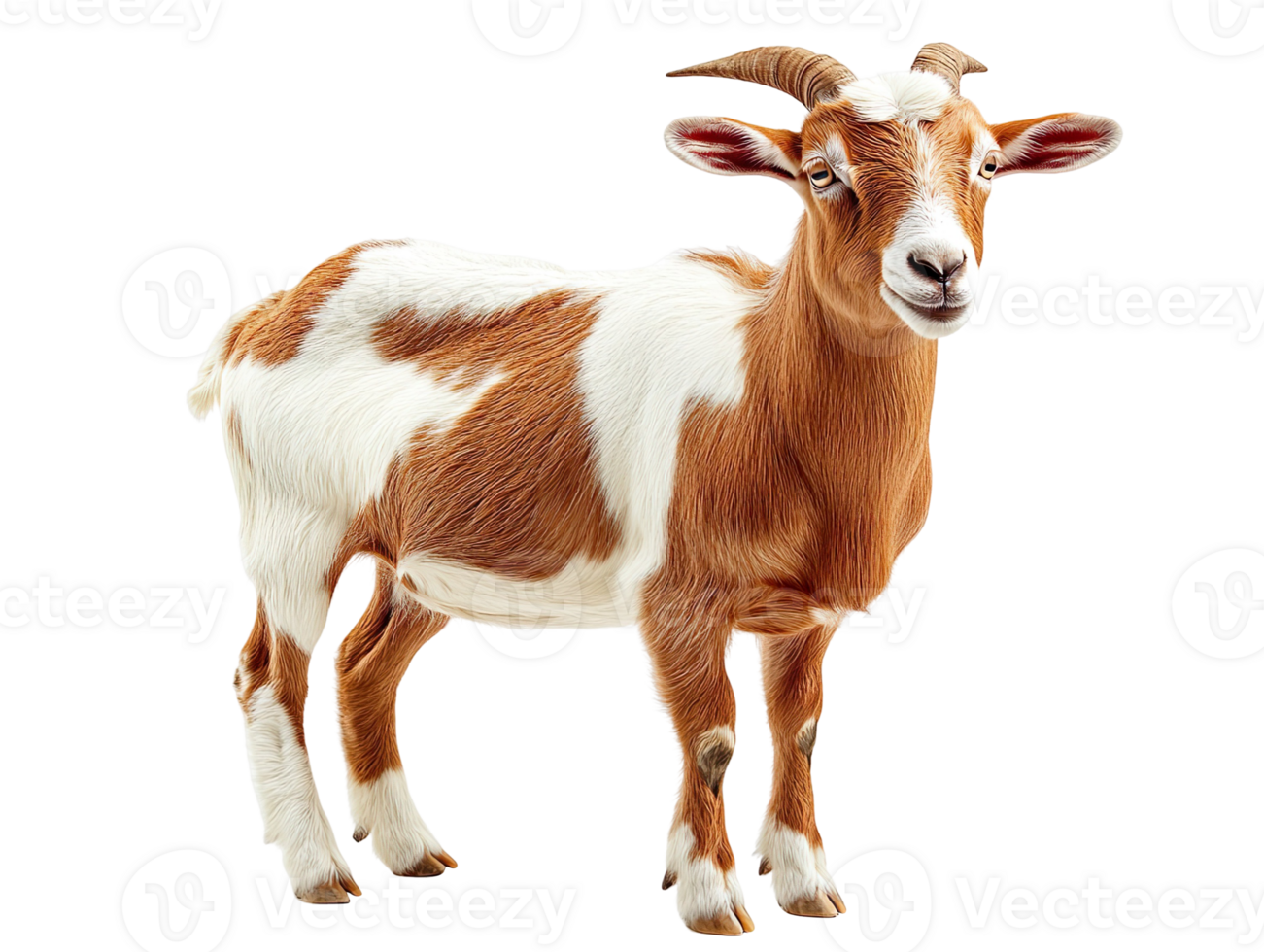 rove goat isolated on transparent background png