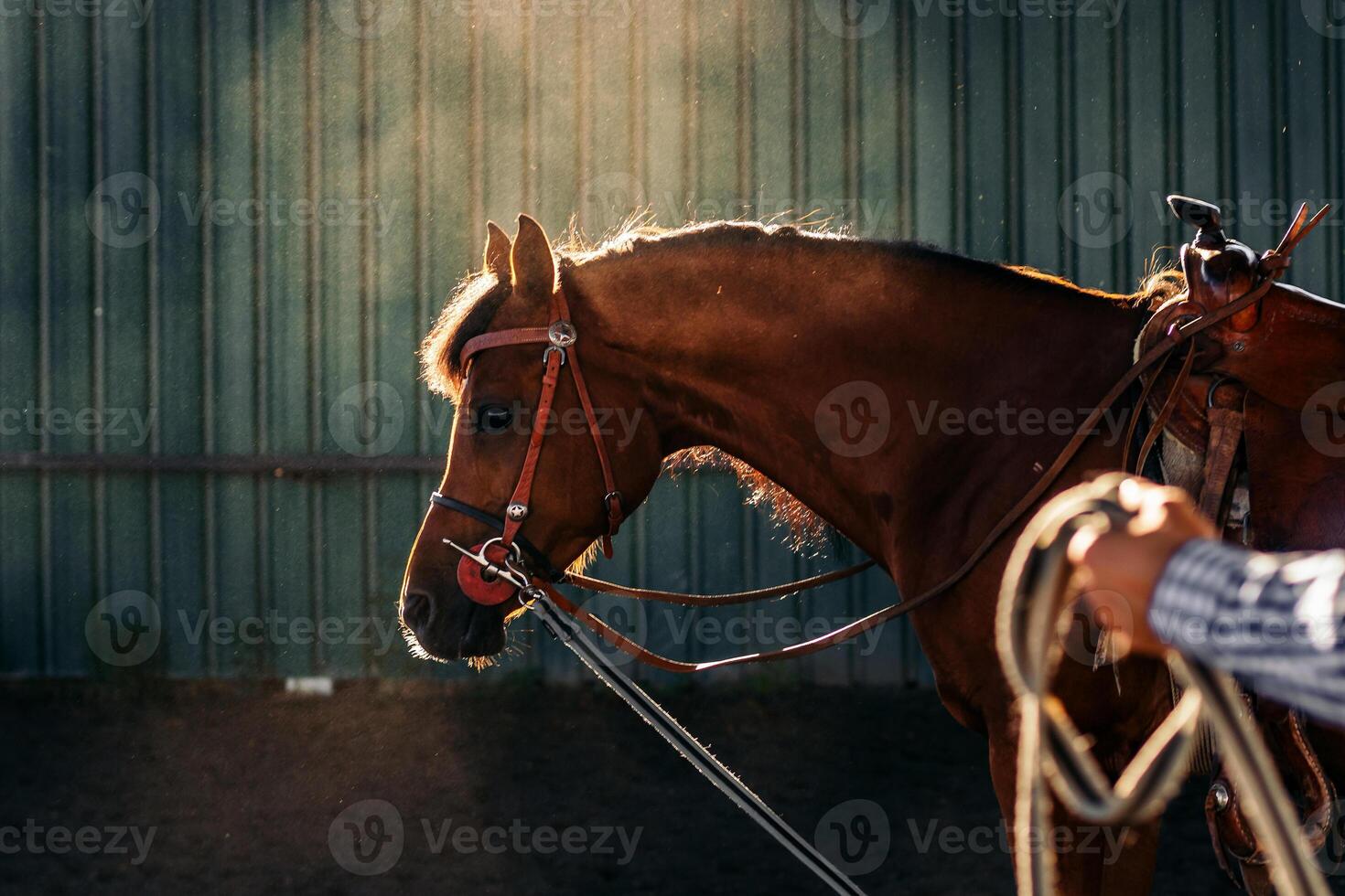 A man is holding a horse by the bridle photo