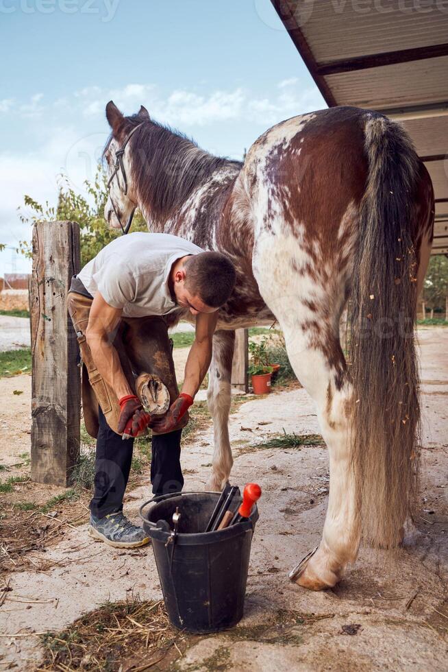 A man grooming a horse photo