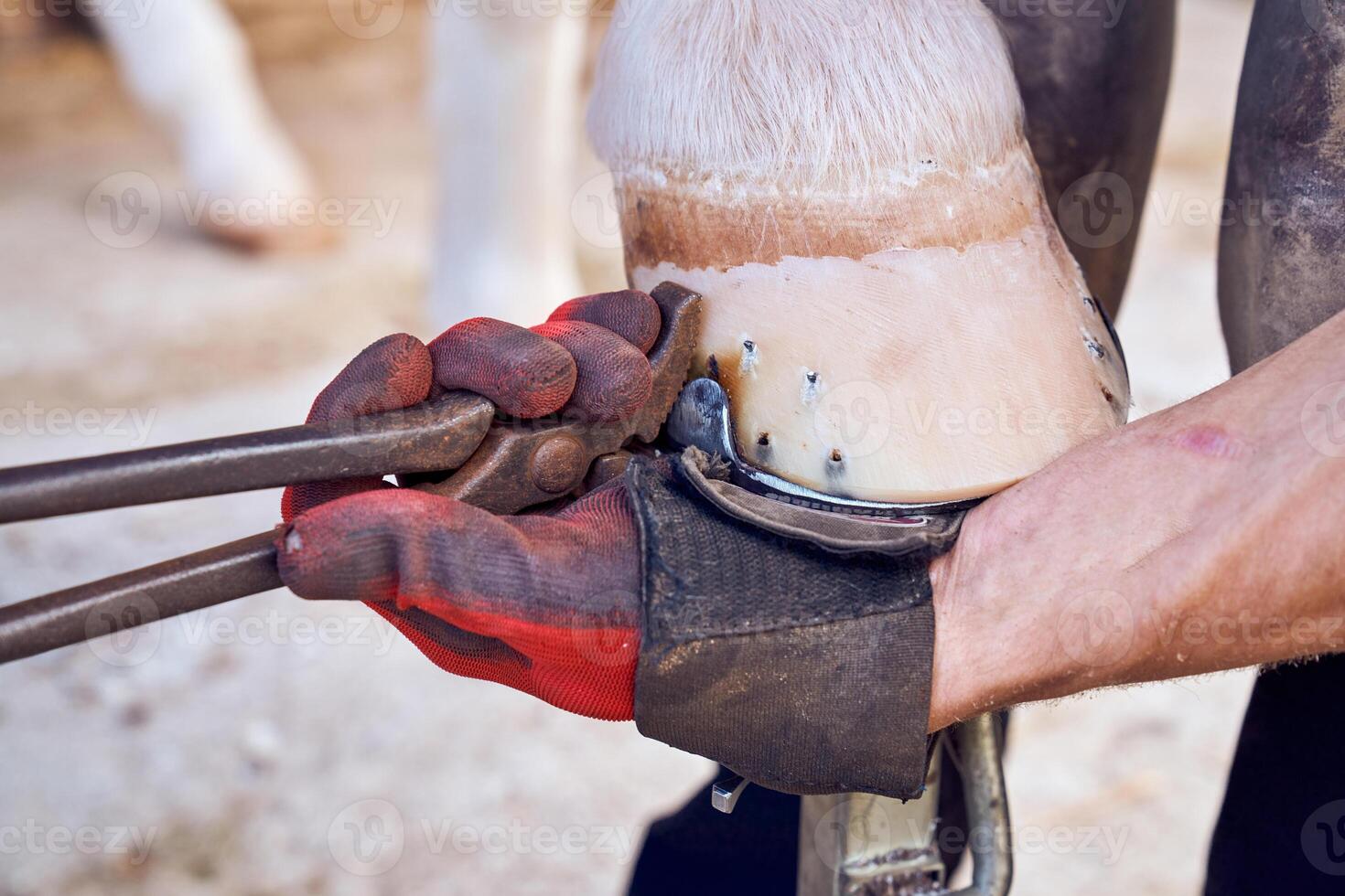 A person is holding a pair of pliers on a horse photo