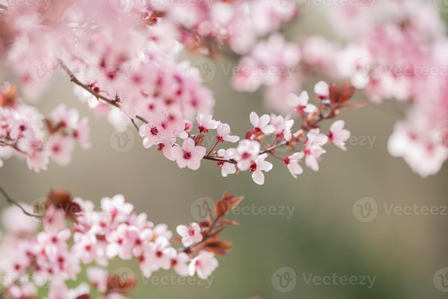 A close up of a tree with pink flowers photo