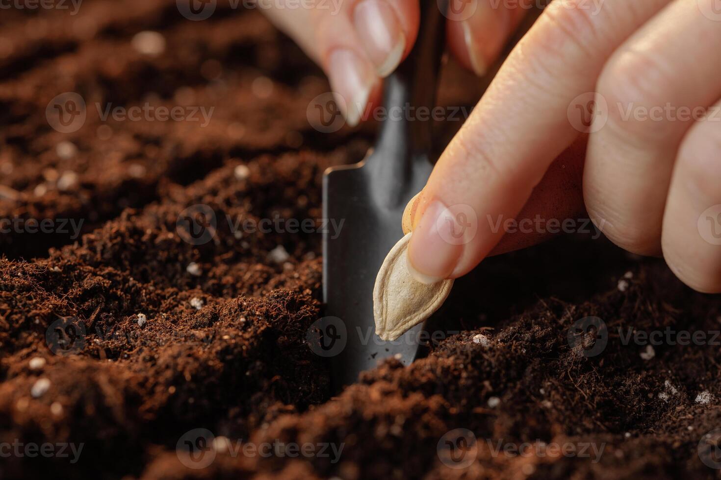 A close-up of a hand planting a pumpkin seed in rich, fertile soil using a small shovel. The focus is on the seed and the texture of the soil, highlighting the gardening process. photo