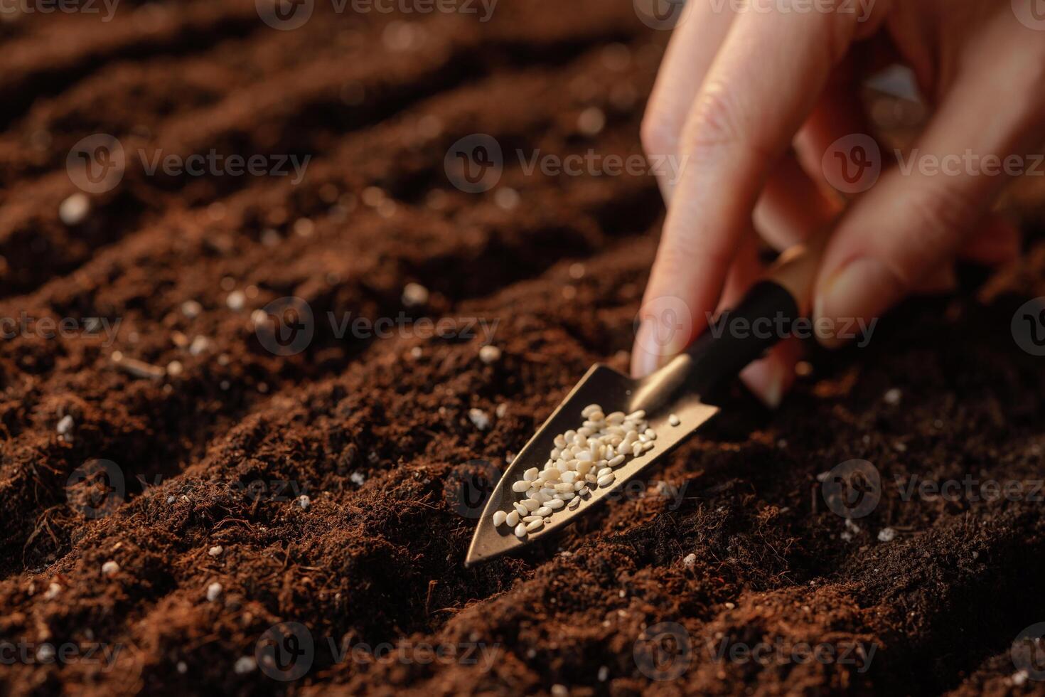 Close up of hand planting sesame seeds in soil using small garden tool. agribusiness concept photo