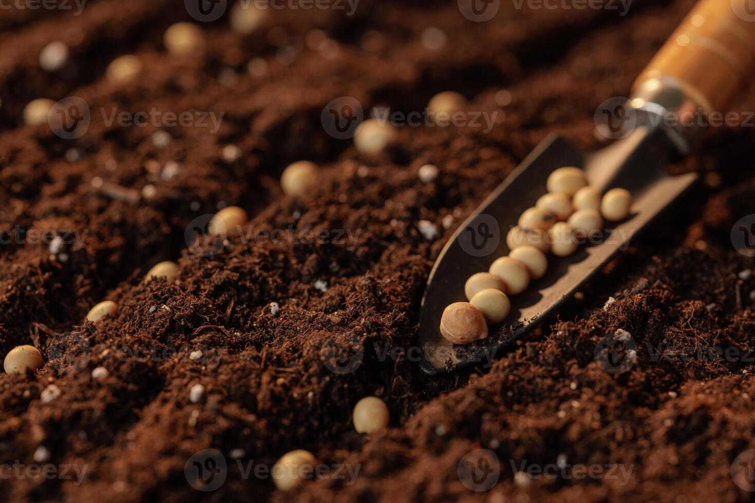 Close-up of soybean seeds being planted in fertile soil with a garden trowel, symbolizing agriculture, farming, sustainability, and food production. photo