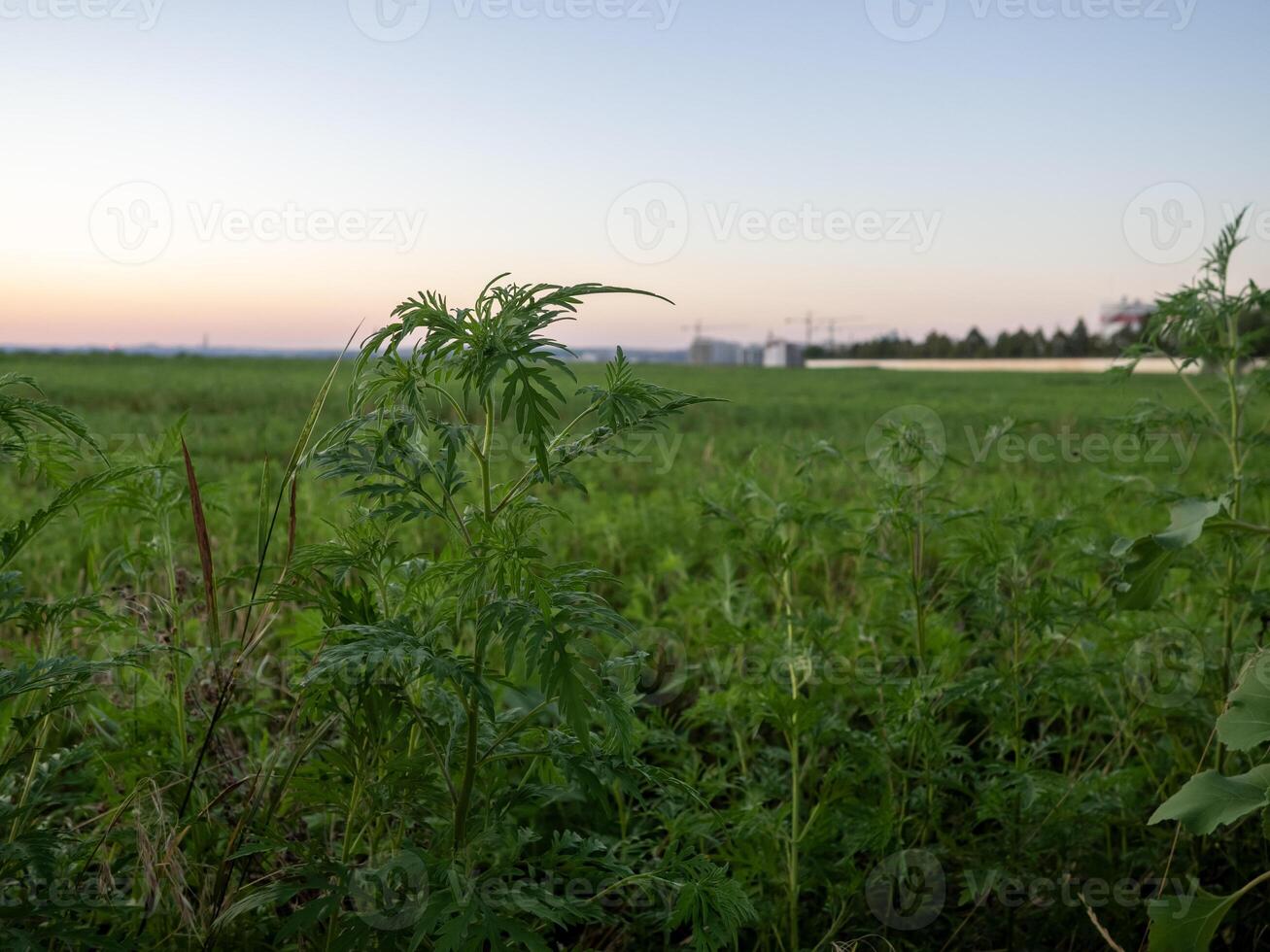 Green foliage in open farmland during dusk with a colorful sky and distant structures silhouetted against the horizon photo