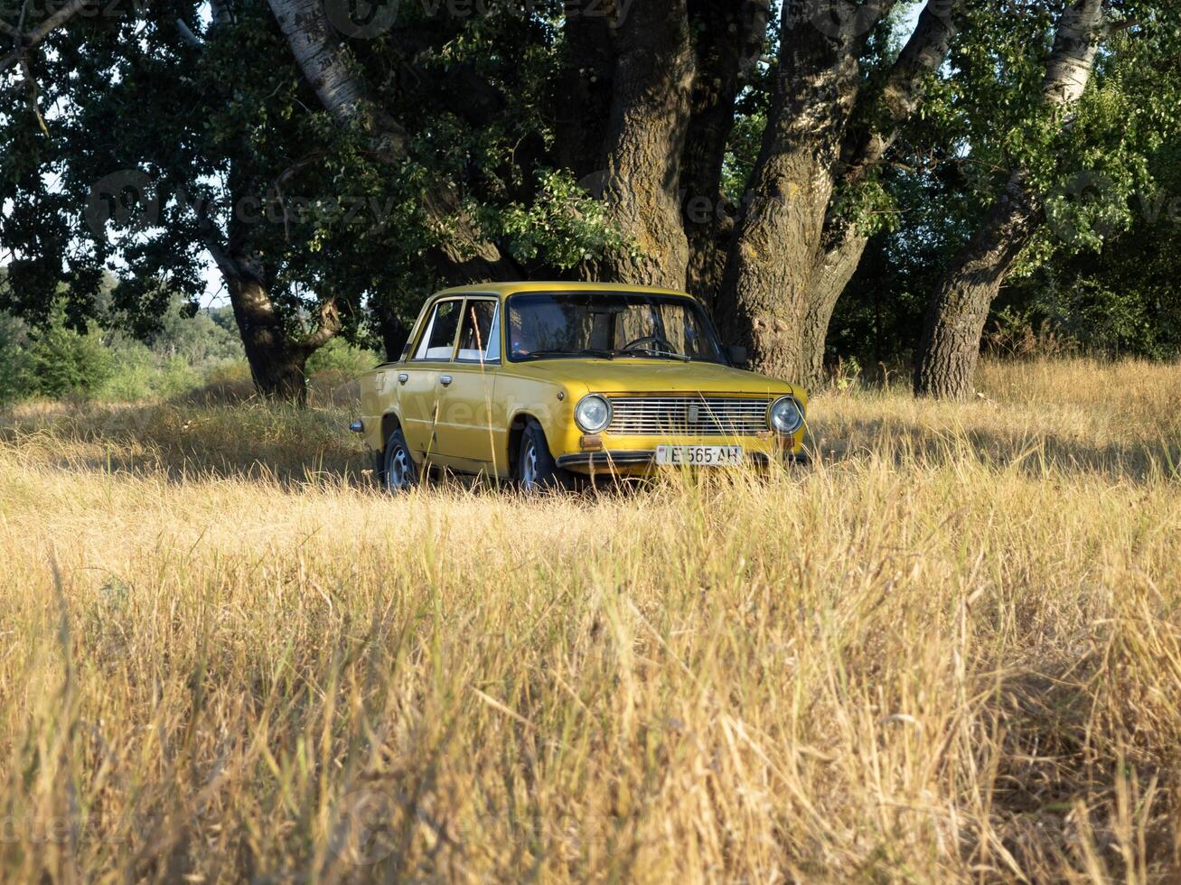 A charming yellow vintage car is parked amidst a sea of golden grass nestled beneath the shade of lush green trees on a beautiful sunny day photo