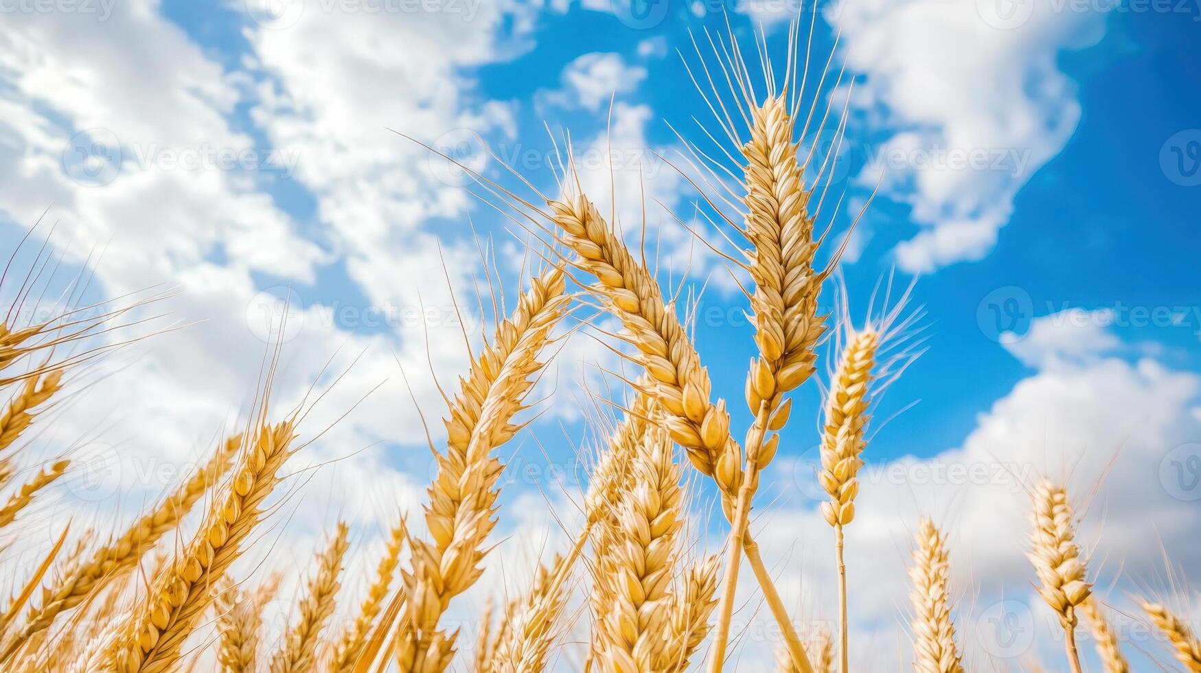 Golden wheat gently sways under a brilliant blue sky, adorned with fluffy white clouds on a beautiful sunny day in the countryside photo