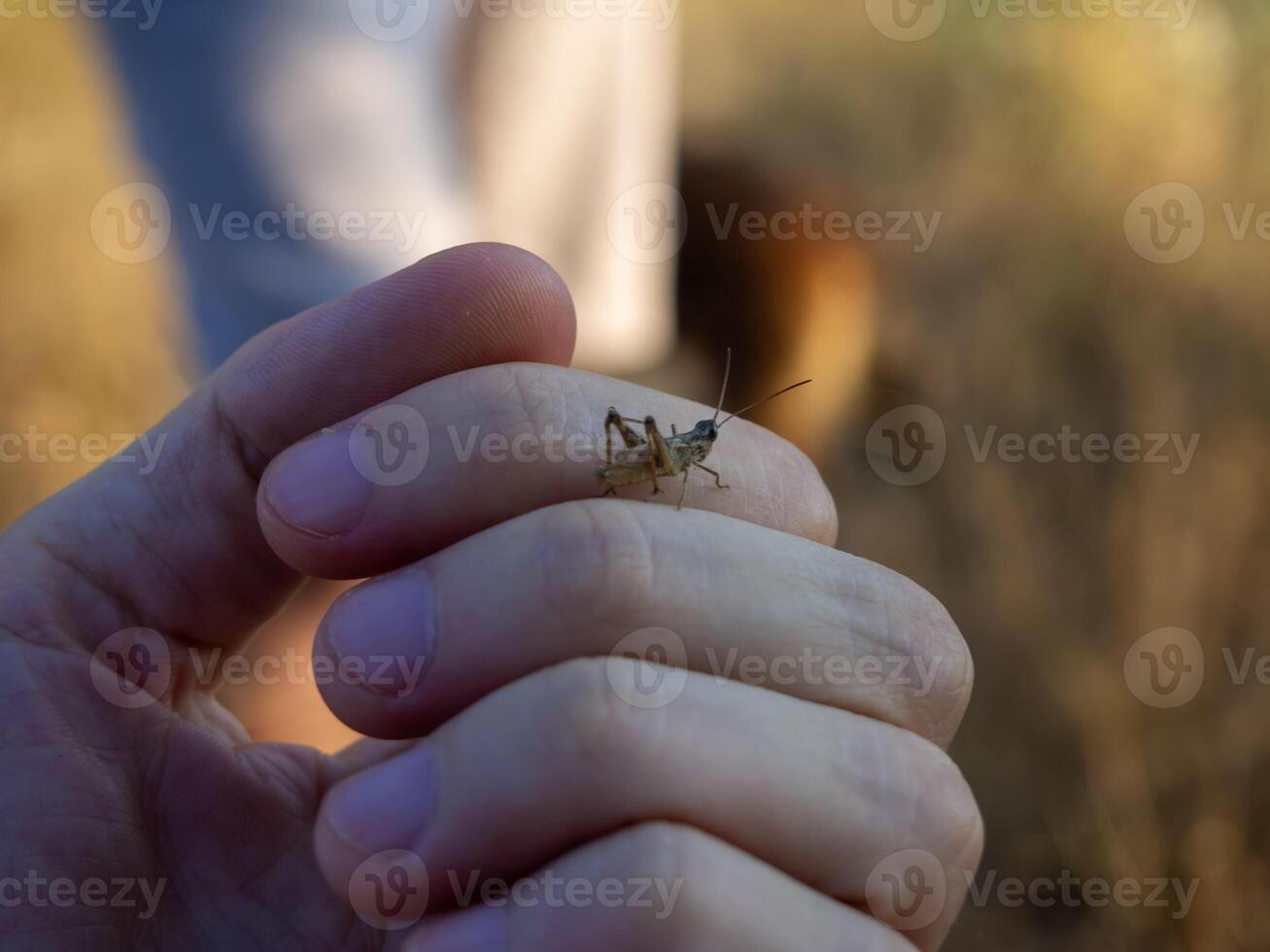 Close look at a grasshopper held between fingers during a sunny day in a grassy field filled with wildflowers and natural light in late afternoon photo