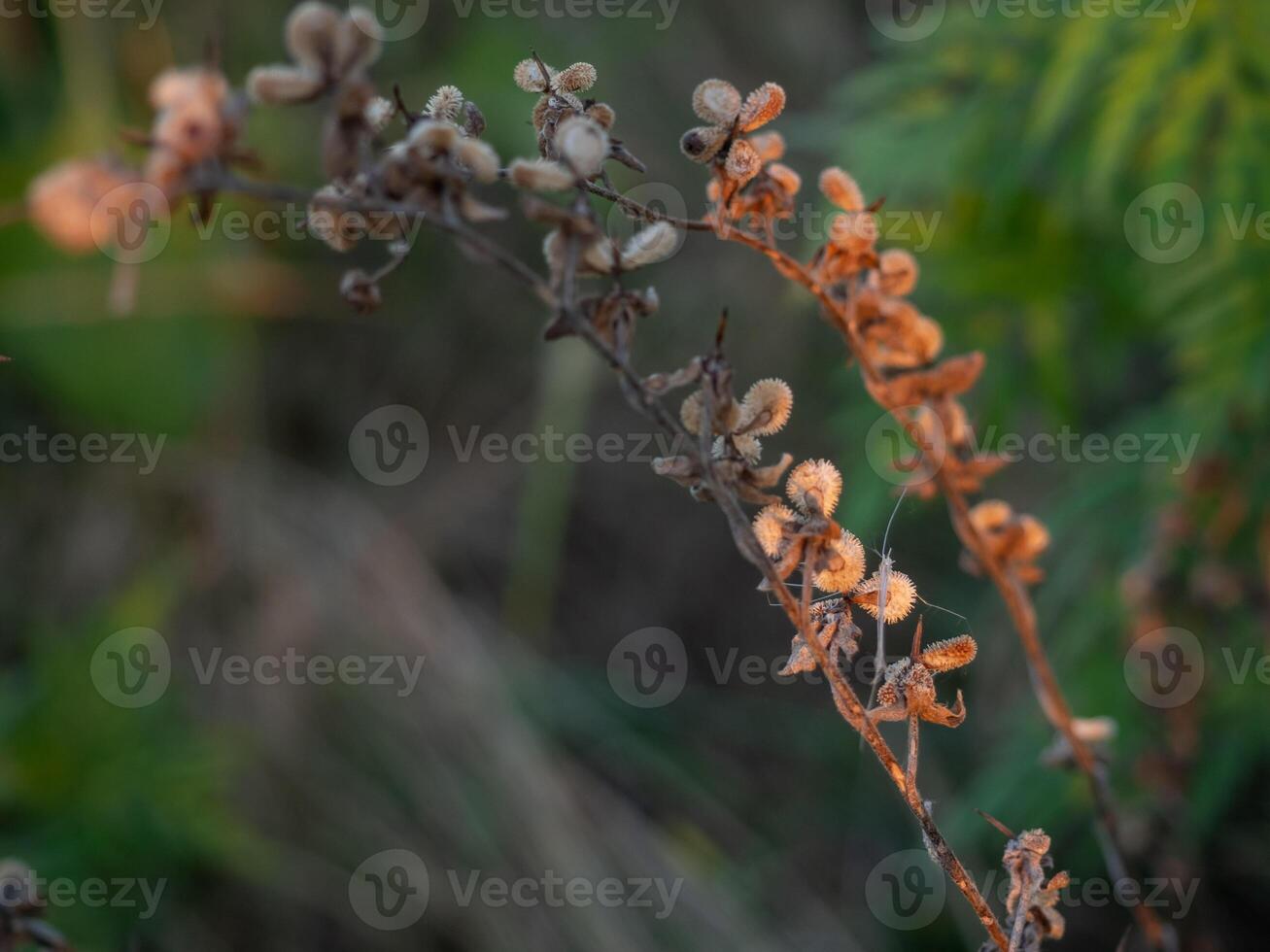 Wild plant branches displaying delicate flowers illuminated by warm sunlight in a serene natural setting during the golden hour of late afternoon photo