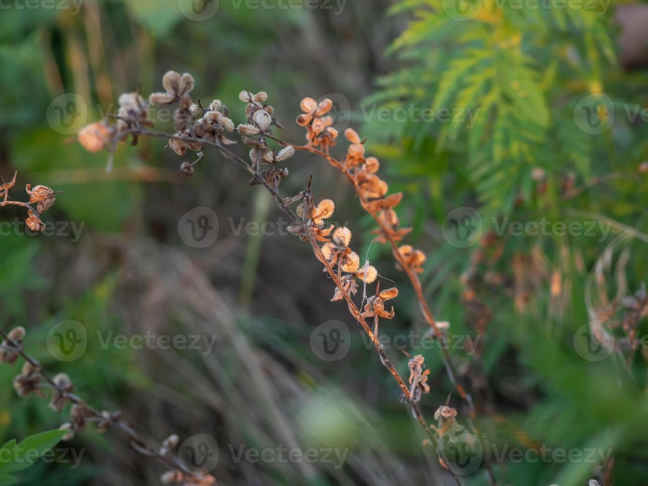 Colorful wildflower stems with dried and blooming blossoms captured in a lush green environment during late afternoon sunlight photo