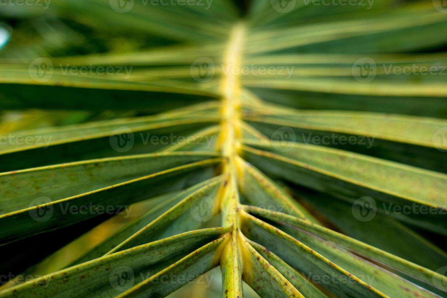 A close up of a palm leaf photo